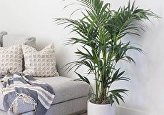 نحوه نگهداری از نخل کنتیا (نخل بهشتی) در منزل