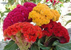 آشنایی با نحوه نگهداری و پرورش گل تاج خروس