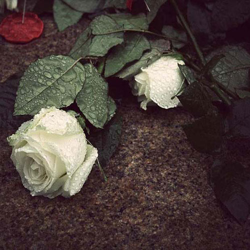 عکس گل های رز زیر باران برای پروفایل