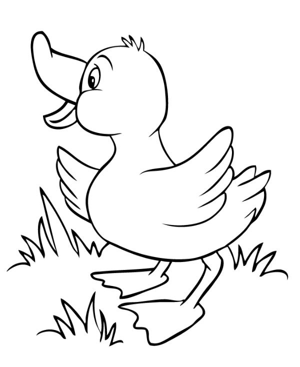 نقاشی اردک برای رنگ آمیزی