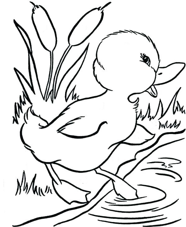 نقاشی بچه اردک برای کودکان