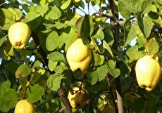 هر آنچه که باید از خواص برگ به بدانید!