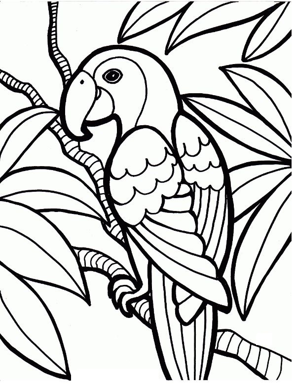 نقاشی طوطی برای رنگ آمیزی