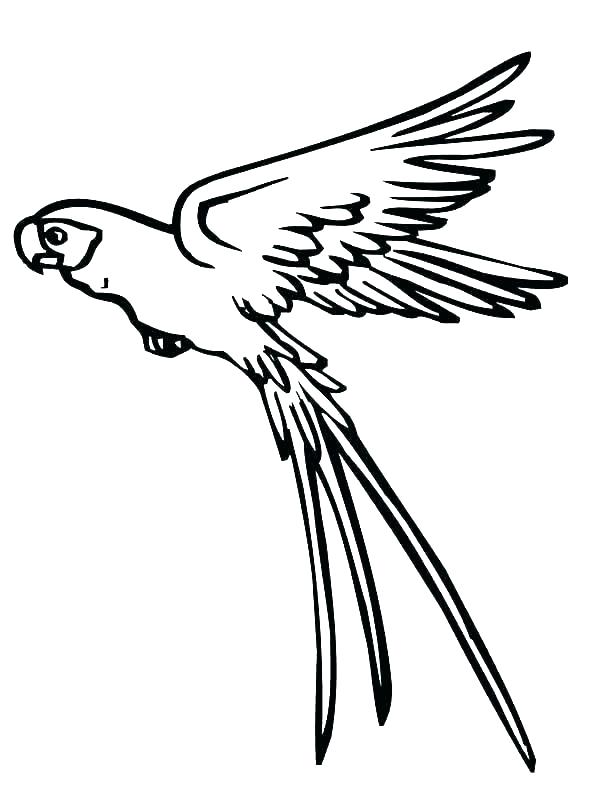 نقاشی طوطی 