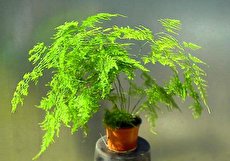 نکات کامل نگهداری و پرورش مارچوبه زینتی (گیاه شویدی)