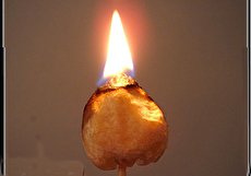 آشنایی با گیاه آجیل شمع (کندل نات) و نحوه نگهداری از آن