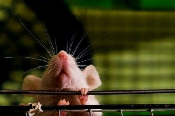 انشا در مورد درد دل یک موش آزمایشگاهی