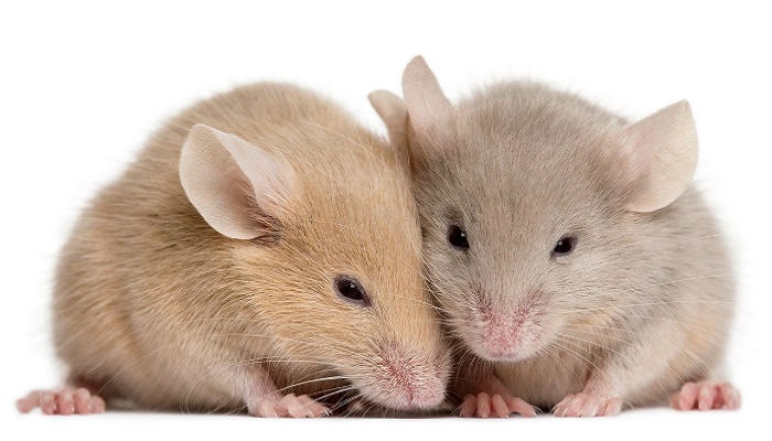 دو نمونه انشا در مورد درد و دل یک موش آزمایشگاهی به صورت طنز و غیرطنز