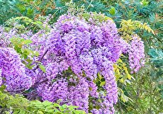طریقه کاشت پیچ گلیسین و نکاتی برای نگهداری از این گیاه