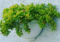 راهنمای نگهداری و پرورش گل ناز یخی و نحوه تکثیر آن