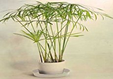 همه چیز درباره نگهداری و پرورش نخل مرداب