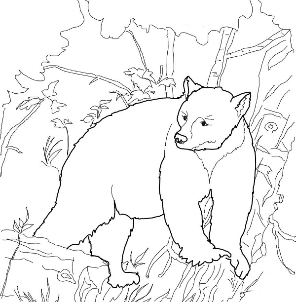 نقاشی خرس جنگلی