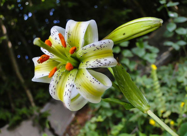 عکس گل سوسن ایرانی (چلچراغ)