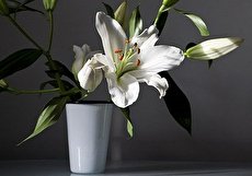 گالری چشم نواز عکس گل سوسن در رنگ های مختلف
