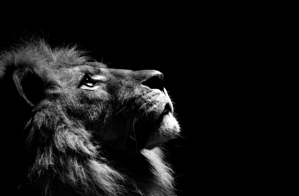 مجموعه عکس پروفایل شیر پادشاه جنگل؛ قدرتمند و مغرور