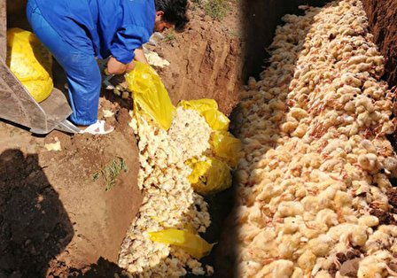 دلیل زنده بگور کردن جوجه ها به بهانه نبود نهاده دامی