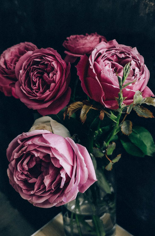 عکس عاشقانه گل رز زیبا