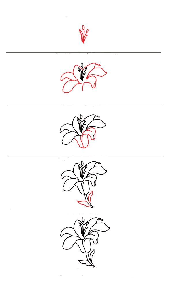 طراحی گل لیلیوم ساده