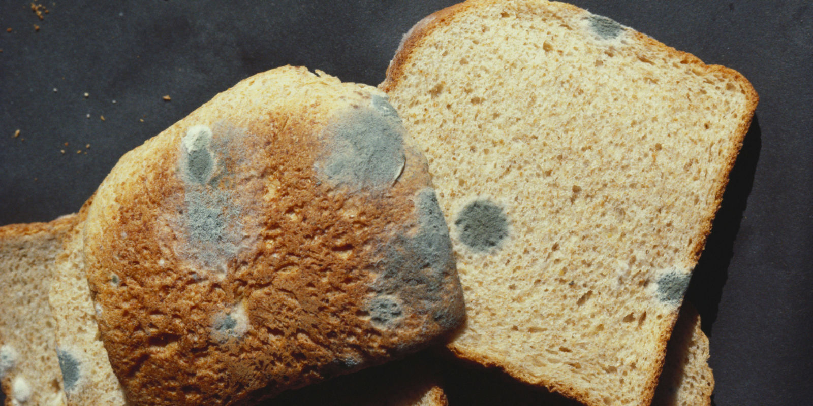 چه عوامل محیطی در رشد کپک روی نان نقش مثبتی دارند؟