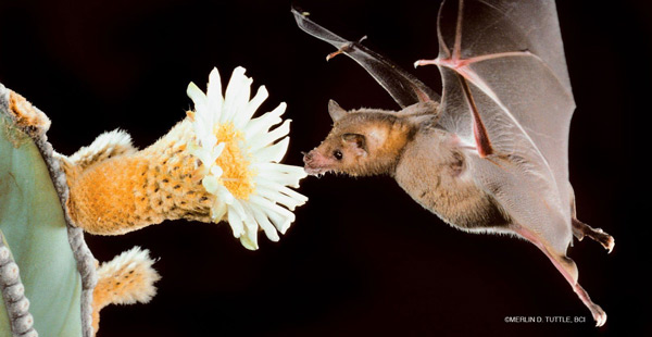 گزارش درباره جانورانی که به گرده افشانی گل ها کمک می کنند