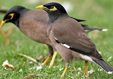 اصول نگهداری از مرغ مینا در خانه