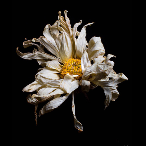 گل سفید پژمرده