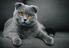 معرفی انواع گربه اسکاتیش و نحوه مراقبت از آن