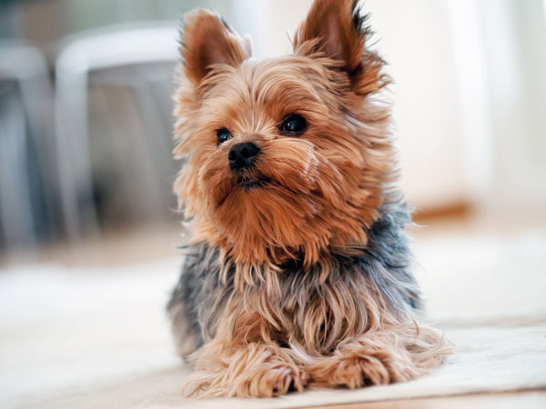 یورکشایر تریر یک نمونه از بهترین نژاد سگ برای آپارتمان