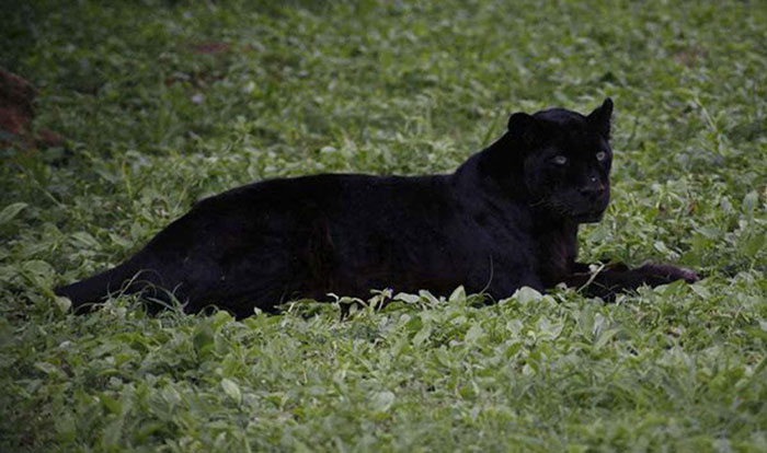 یوزپلنگ سیاه؛ گونه‌ای نادر که پس از یک قرن مشاهده شد!
