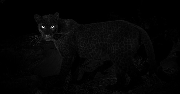 آخرین تصویر یوزپلنگ سیاه