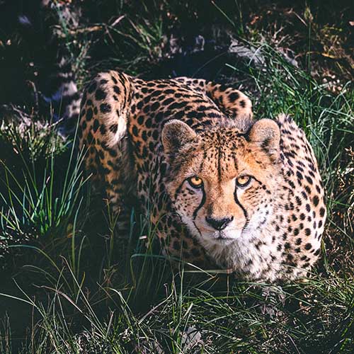 عکس یوزپلنگ ایرانی در حیات وحش