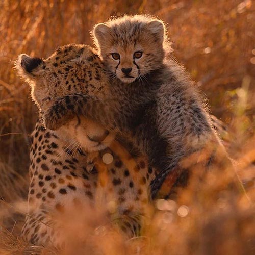 عکس بچه یوزپلنگ با مادرش