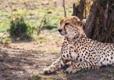 مجموعه عکس یوزپلنگ ایرانی و افریقایی