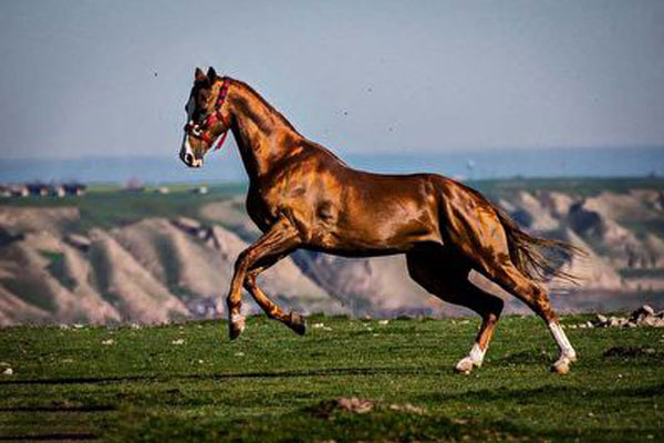 نژاد اسب ترکمن