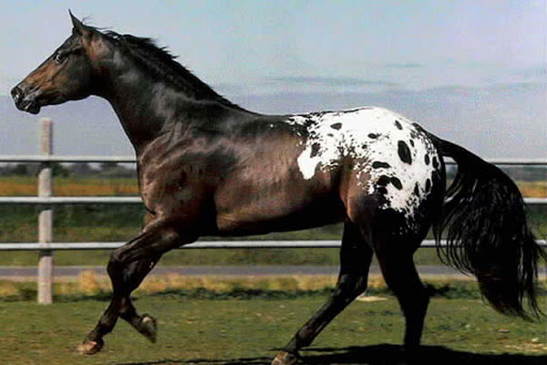 نژاد آپالوسا اسب خالدار 