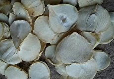 طبع موسیر گرم است یا سرد؟ مصلح آن در طب سنتی چیست؟