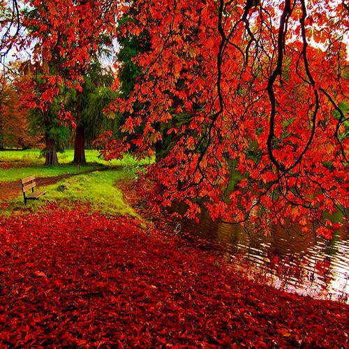 طبیعت پاییزی زیبا
