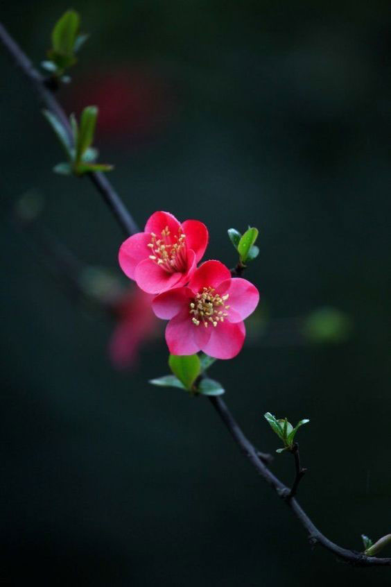 عکس شکوفه گل برای پروفایل