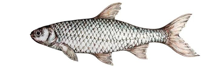 ماهی سفید؛ خواص و نحوه انتخاب بهترین ماهی