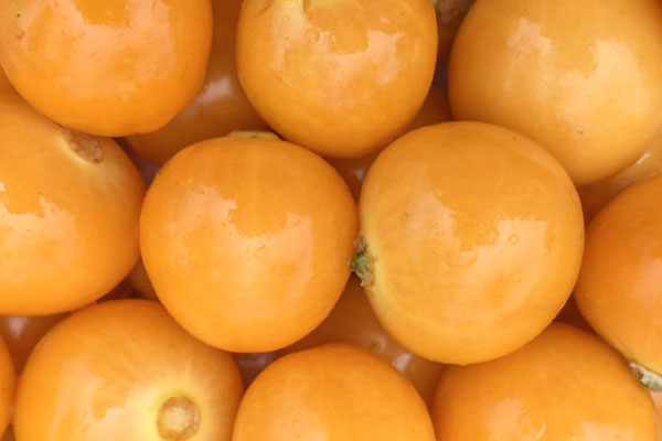 توت‌های طلایی از انواه میوه های استوایی