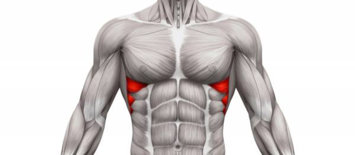 آشنایی با عضلات بدن: عضله دنده‌ ای بزرگ یا دنده‌ ای قدامی
