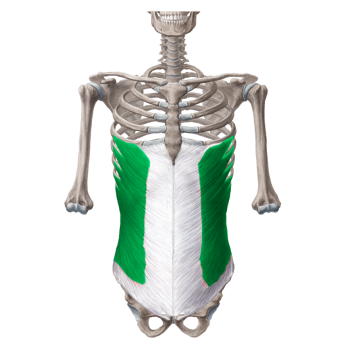 آشنایی با عضلات بدن: عضله مایل کوچک (داخلی) شکمی