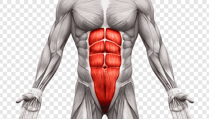 عضله راست شکمی عضله راست شکمی