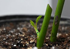 آموزش تکثیر گل رز به ۵ روش مختلف