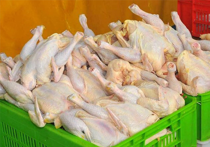 درخواست تجدیدنظر فوری در قیمت اعلام شده مرغ