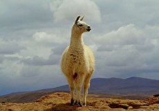 شتر لاما ؛ کمک به درمان کرونا و ساخت واکسن