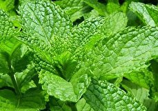 طبع پونه و خواص آن چیست و با چه مواد غذایی باید مصرف شود؟
