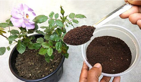 اضافه کردن تفاله قهوه به خاک