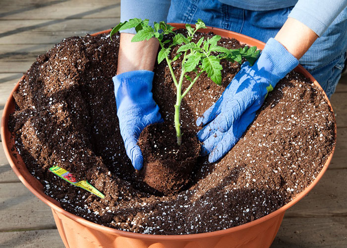 تقویت خاک گلدان با مواد خانگی و ترفند‌های جدید - ستاره