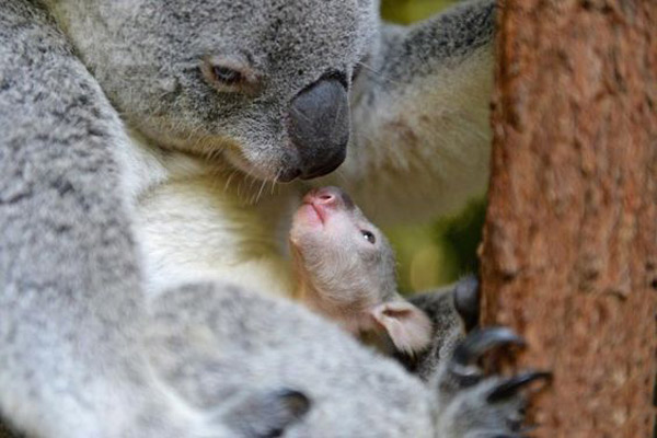 تصویر جانور کوالا با بچه اش